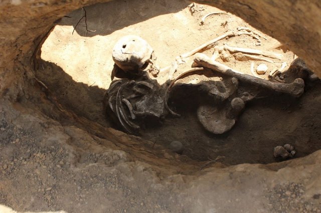 Погребение эпохи бронзы (ингульская катакомбная культурно-историческая общность), где были обнаружены навершие булавы и череп со следами трепанации и облитерации швов свода черепа. (ДАЭ-2016)