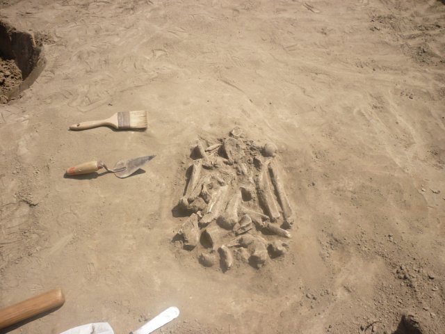 Полевой сезон 2012 года,  скопление костей животных  на раскопе памятника у с. Глиное