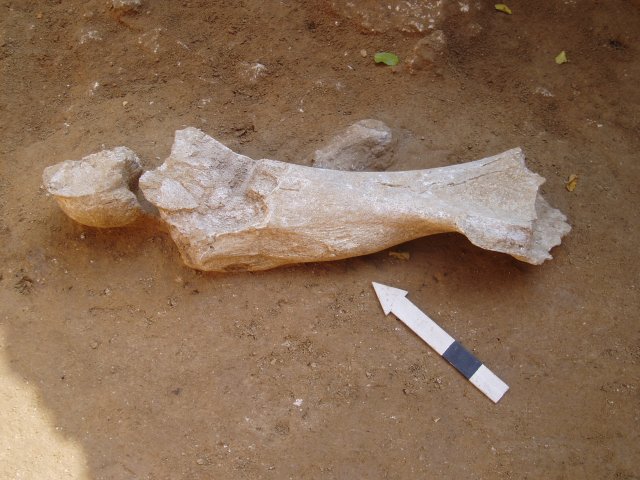 ДАЭ-2007, раскопки  многослойного памятника у с. Рашков. Бедренная кость мамонта